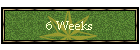 6 Weeks